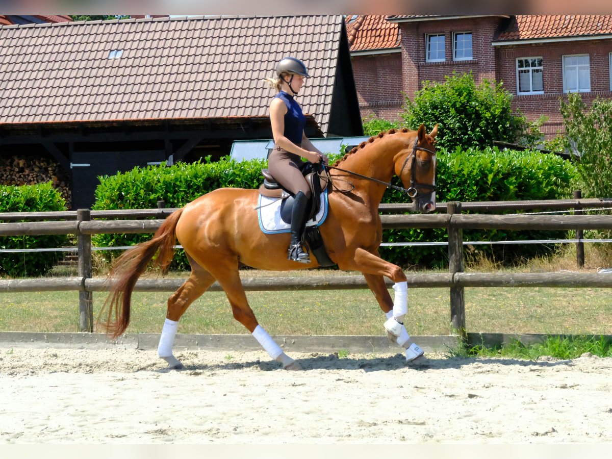 Jinetes de hunter/jumper con indumentaria premium en una competición hípica al aire libre